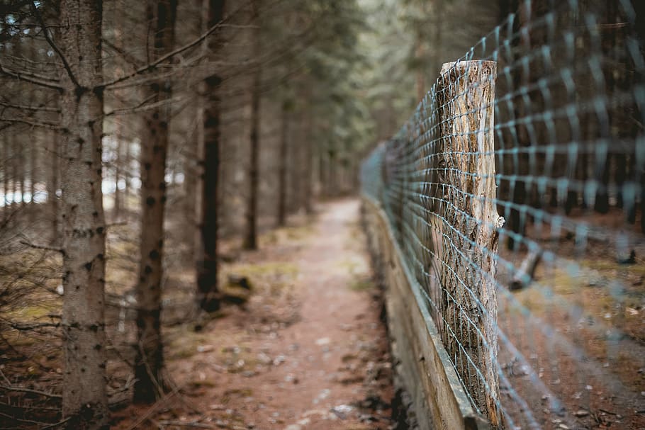 shallow focus photo of fence, tree, plant, tree trunk, animal, HD wallpaper