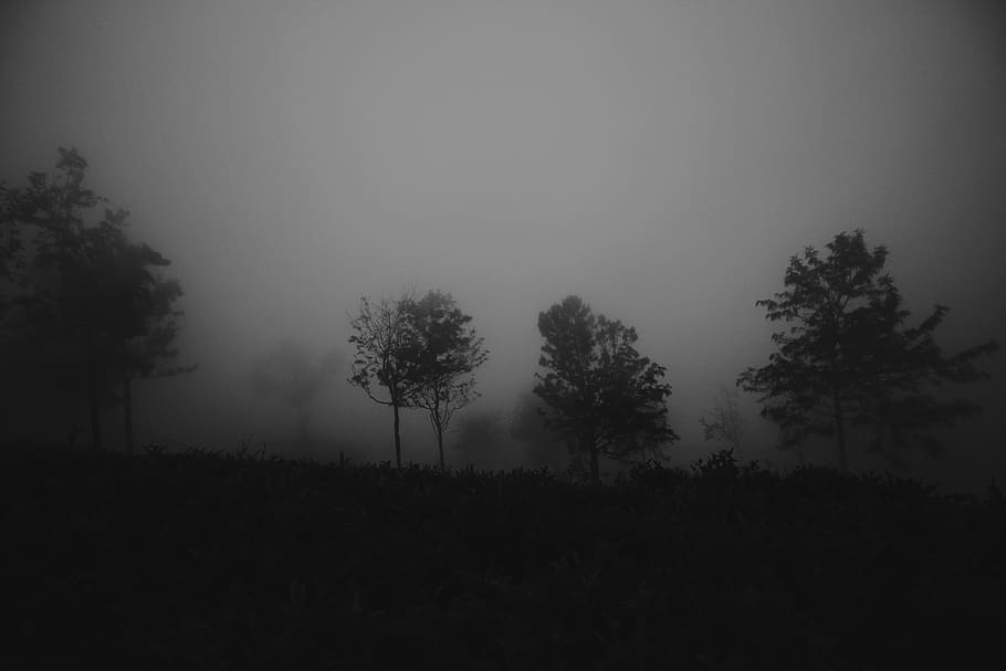 trees and mountain, plant, fog, tranquility, tranquil scene, beauty in nature HD wallpaper
