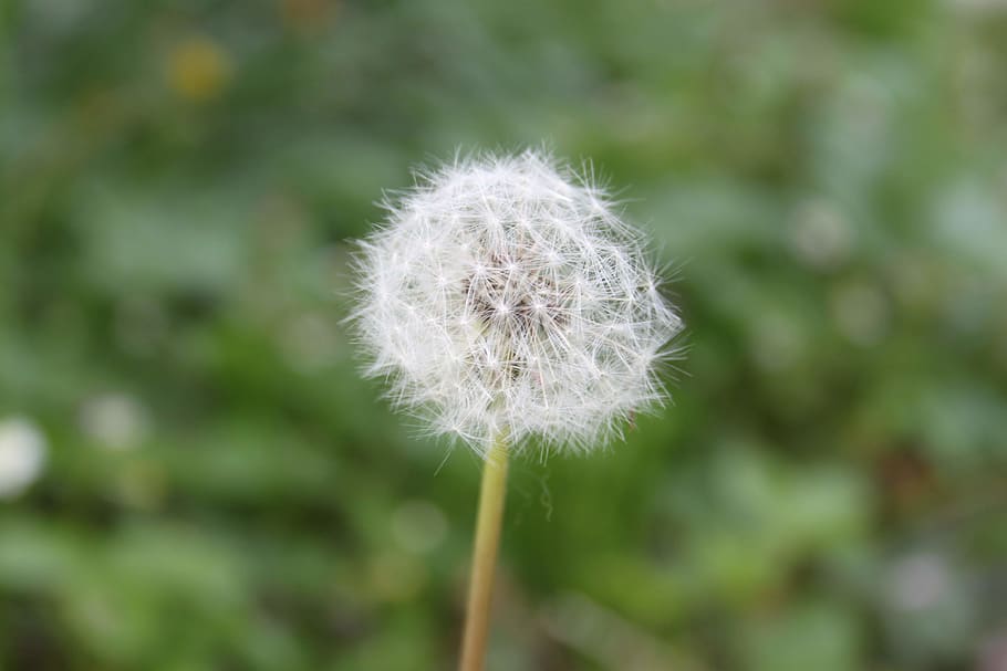 dandelion, nature, plant, vulnerability, fragility, flower HD wallpaper