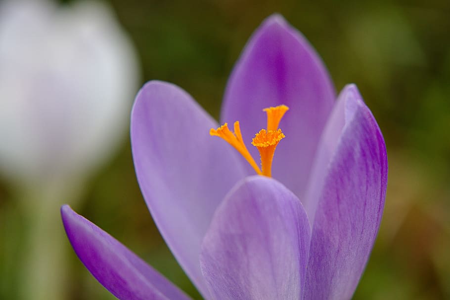 crocus, spring, yellow, violet, flower, spring flower, spring crocus HD wallpaper