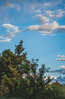trees, sky, clouds, white, green, portrait, landscape, nature HD wallpaper