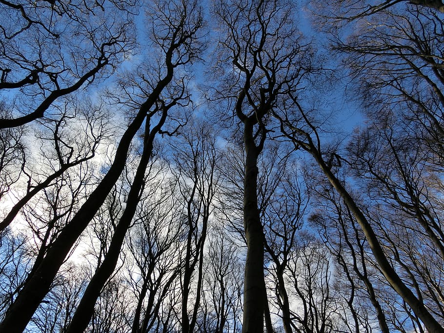 Trees Under Blue Sky, branches, plant, low angle view, bare tree HD wallpaper
