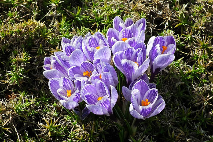 flowers, crocus, colorful, spring, garden, beautiful, nature HD wallpaper