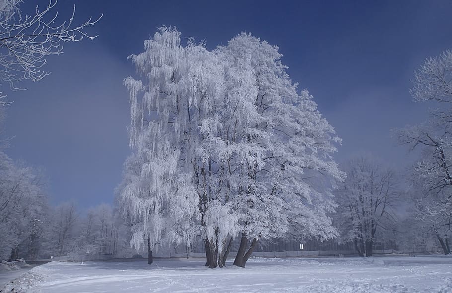 Tree Covered by Snow, blue sky, cold, daylight, daytime, zing HD wallpaper