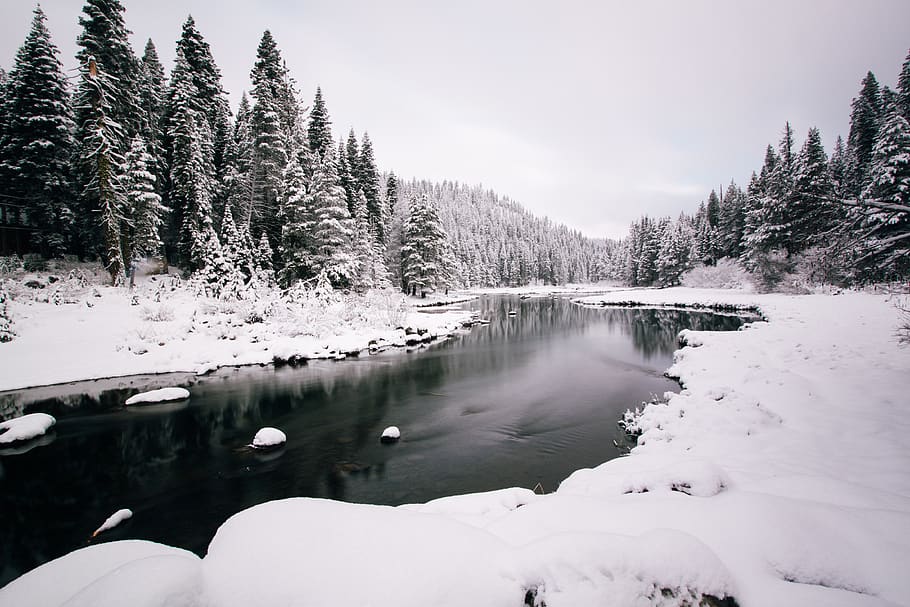 snowy river and pine tree, cold temperature, winter, beauty in nature HD wallpaper