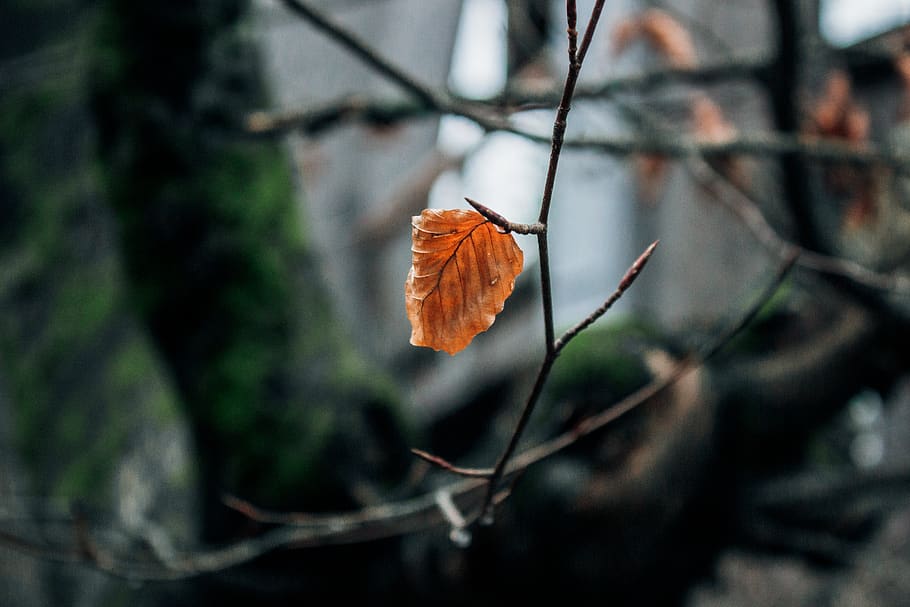 veins, plant, leaf, tree, light, insect, animal, honey bee HD wallpaper