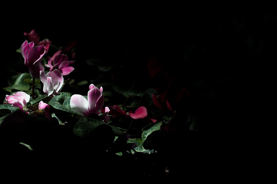 dark, night, flower, nature, outdoor, garden, light, flowering plant HD wallpaper