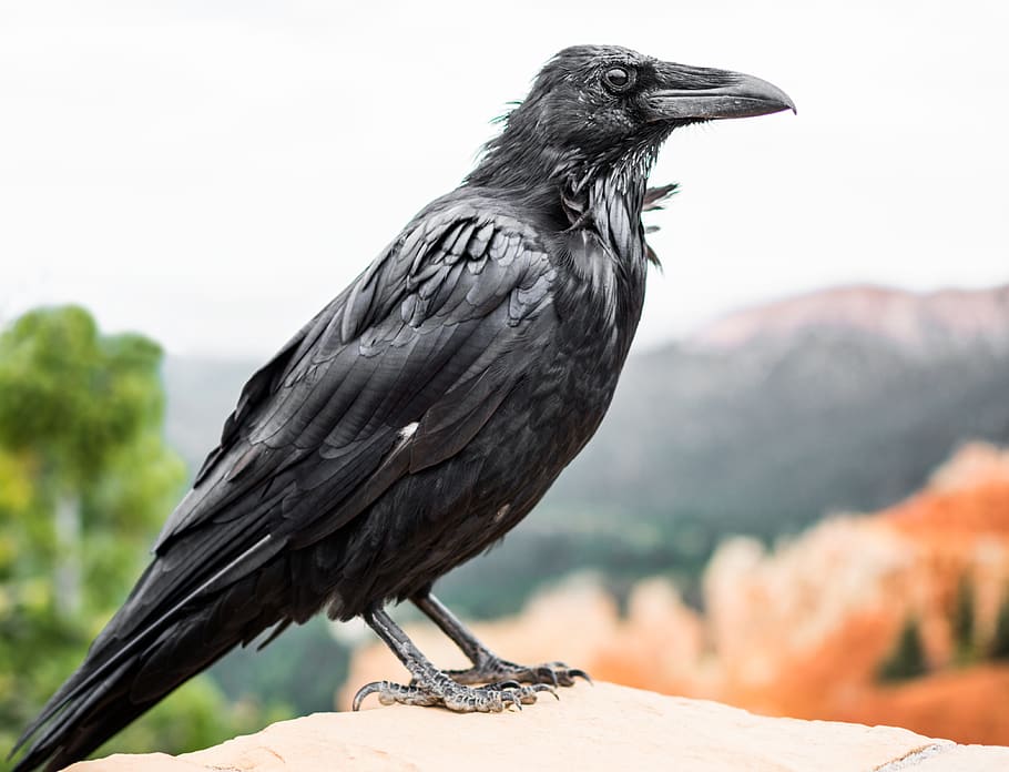 summer, outdoor, texture, feather, black, cloudyday, animal HD wallpaper