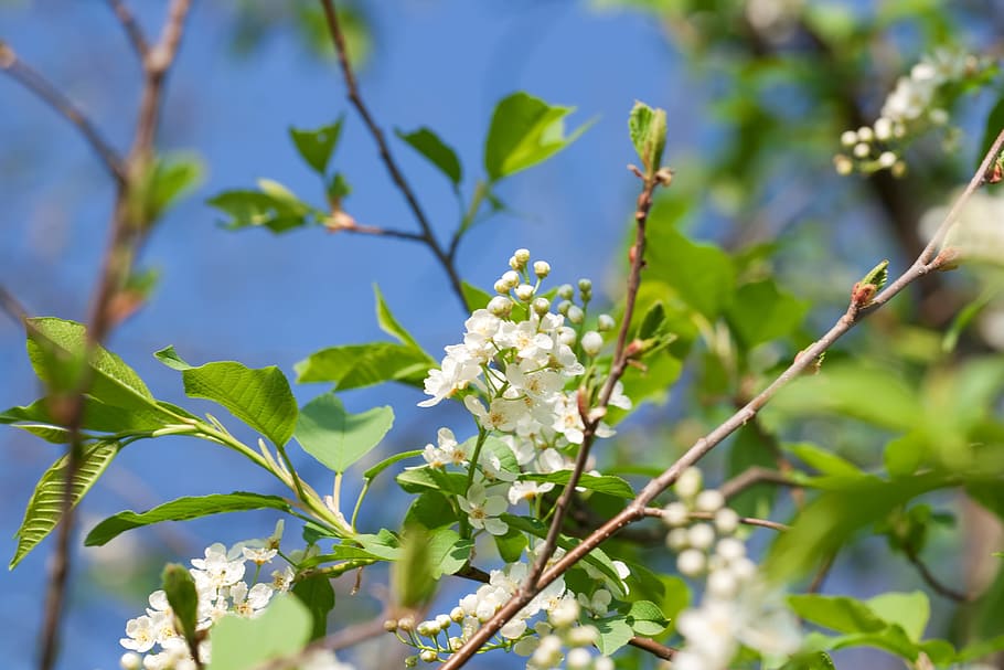 spring, flower, flowers, background, focus, closeup, outdoor HD wallpaper