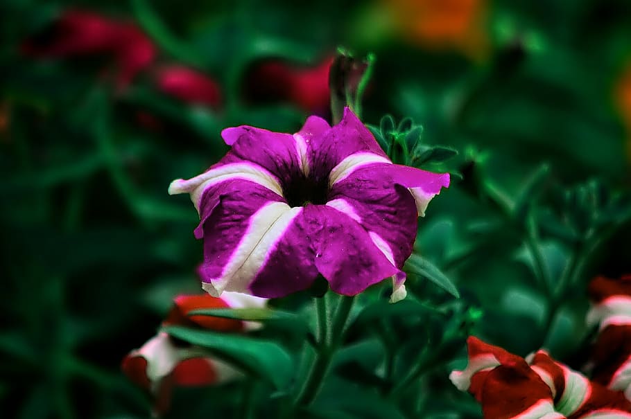 gilliflower, flowers, pink, nyc, bangladesh, natural, landscape, HD wallpaper