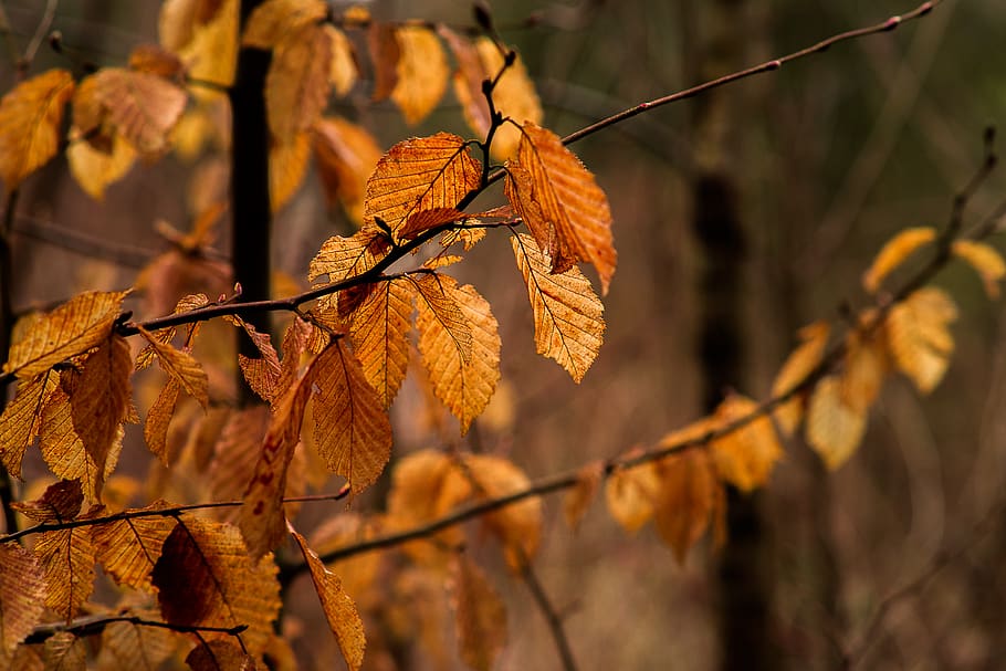 leaf, autumn, tree, nature, plant, orange, of course, wallpaper HD wallpaper