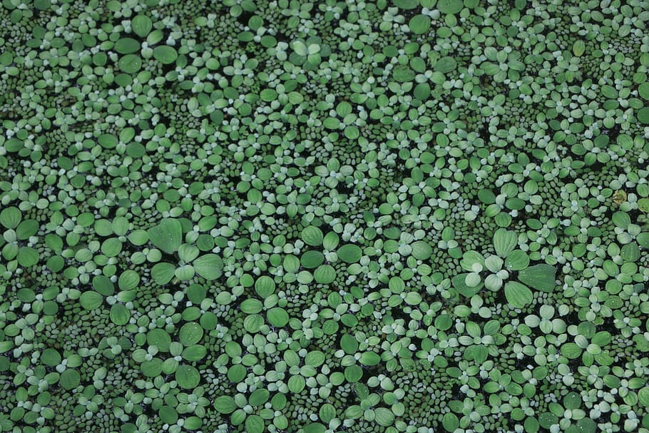 green leafed plant, nature, land, outdoors, vegetation, water HD wallpaper