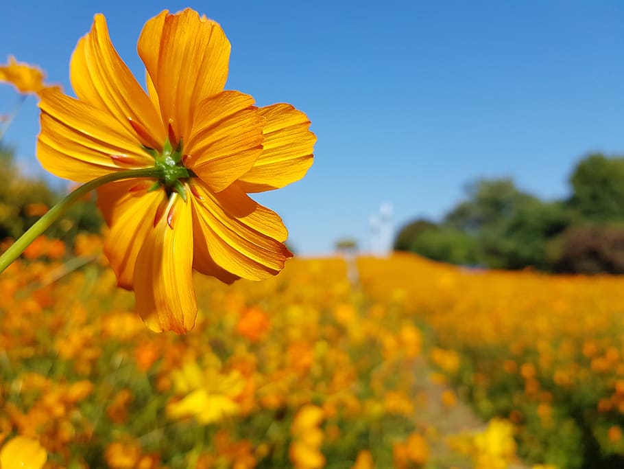 HD wallpaper: cosmos, autumn, olympic park, wild flowers every day,  background photo