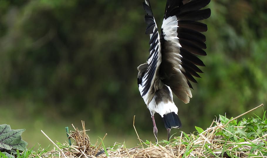 fauna, bird, ave, plumage, guatica, animals in the wild, animal wildlife HD wallpaper