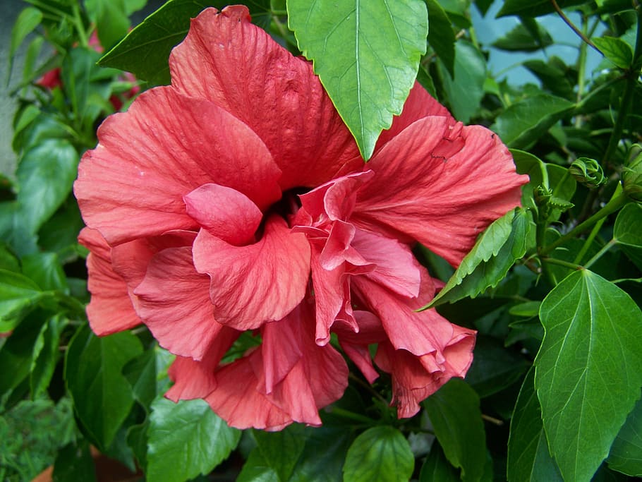 hibiscus, hollyhock, exotic, flowering plant, petal, beauty in nature HD wallpaper