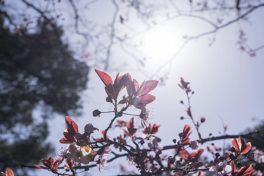 red-petaled flowers during day, plant, beauty in nature, flowering plant HD wallpaper