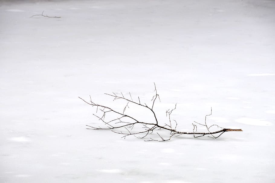 snow, winter, branch, tree, cold temperature, bare tree, nature HD wallpaper