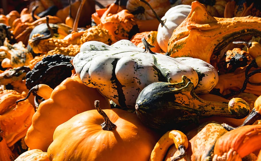 pumpkin, pumpkins, vegetables, autumn, harvest, farmer's market HD wallpaper