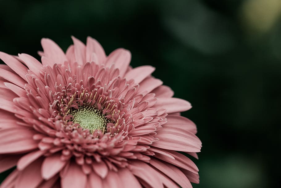 pink petaled flower, blossom, flora, daisy, daisies, plant, dahlia HD wallpaper