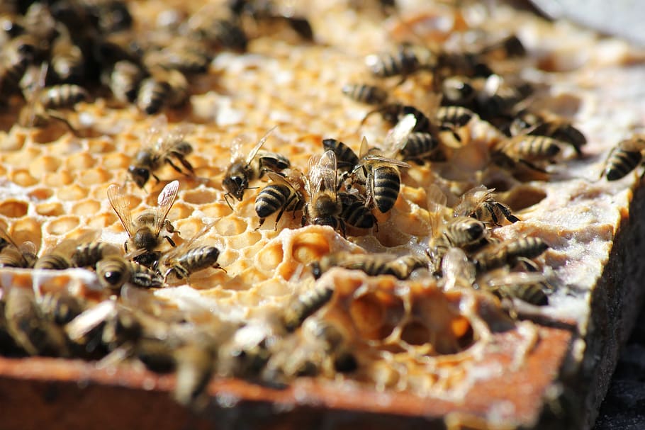 bees, honey, summer, beekeeping, pollen, beehive, close up HD wallpaper