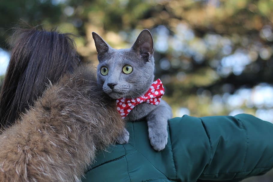 cat, pet, pets, bowtie, blue, russian, girl, love, mammal, domestic HD wallpaper