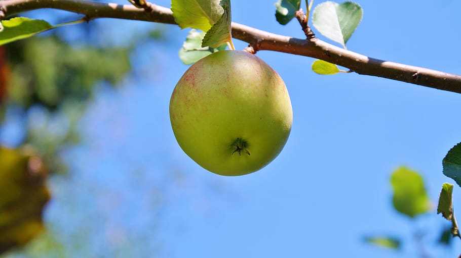 apple, apple tree, fruit, branch, vitamins, sweet, plant, healthy eating HD wallpaper