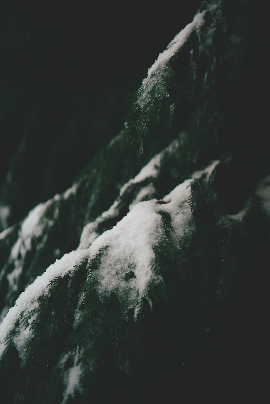 green pine tree with snow, nature, ice, outdoors, frost, grey HD wallpaper