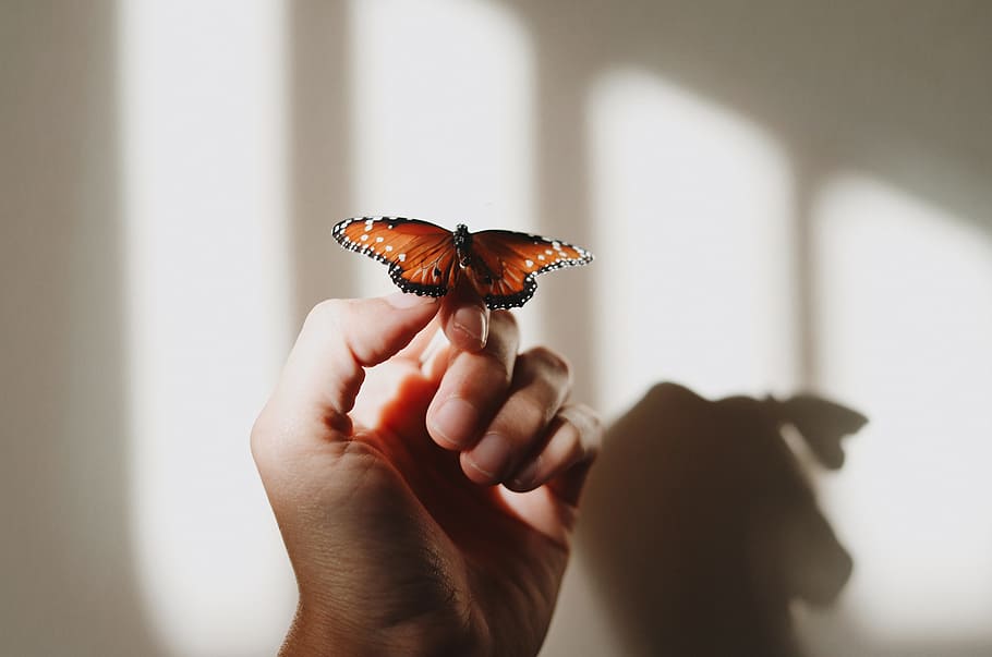 brown and black butterfly, insect, bug, hand, sunlight, shadow HD wallpaper