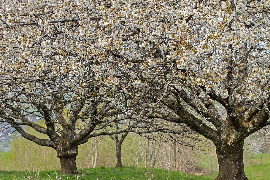 cherry tree, high-stem, old cherry trees, cherry blossom, bloom HD wallpaper