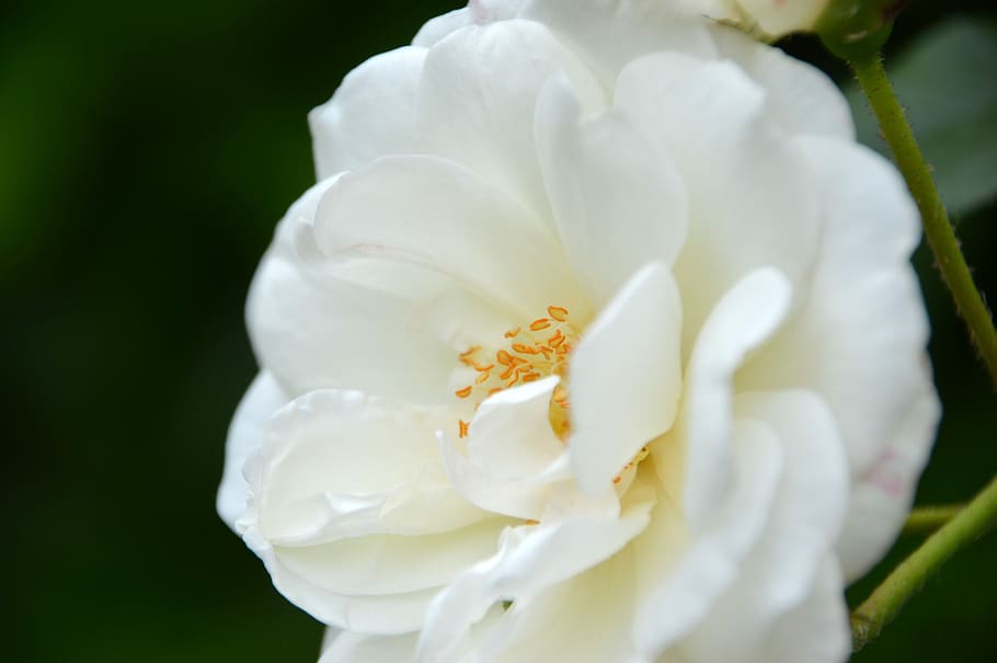flower, pink, white, spring, nature, plants, summer, romance HD wallpaper