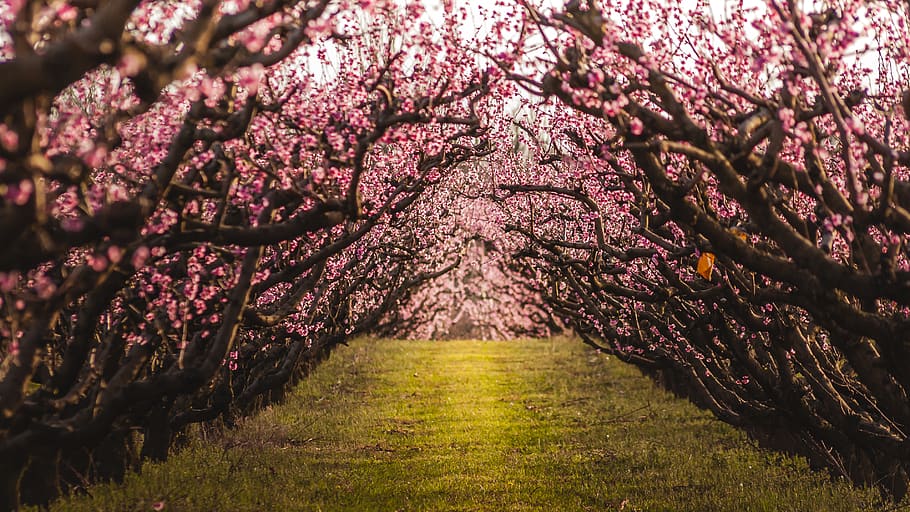 pathway between pink petaled flower trees, plant, growth, flowering plant HD wallpaper