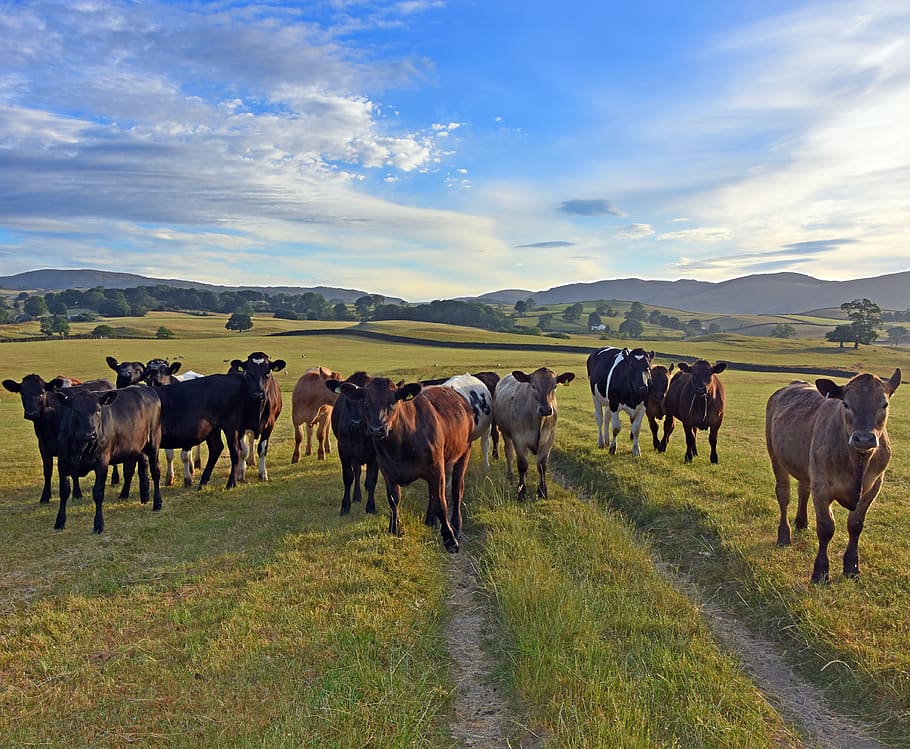 cows, meadow, landscape, animal, animal themes, mammal, field HD wallpaper