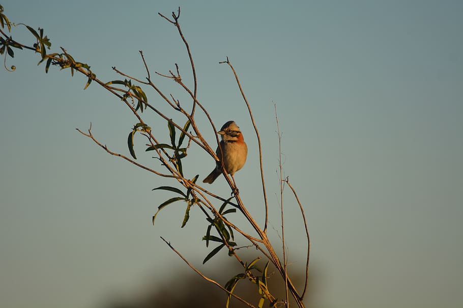 ave, sparrow, nature, animals, pen, peak, wild, branch, feathers HD wallpaper