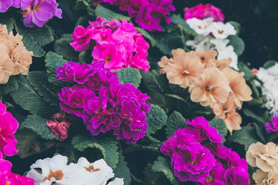flower, geranium, plant, blossom, petal, carnation, paper, pansy HD wallpaper