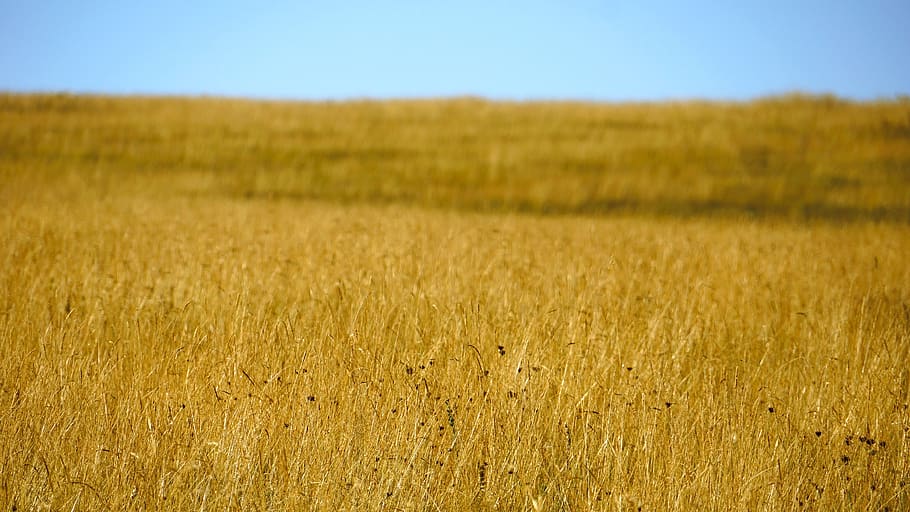 serbia, zlatibor, agriculture, field, cereal plant, crop, landscape, HD wallpaper