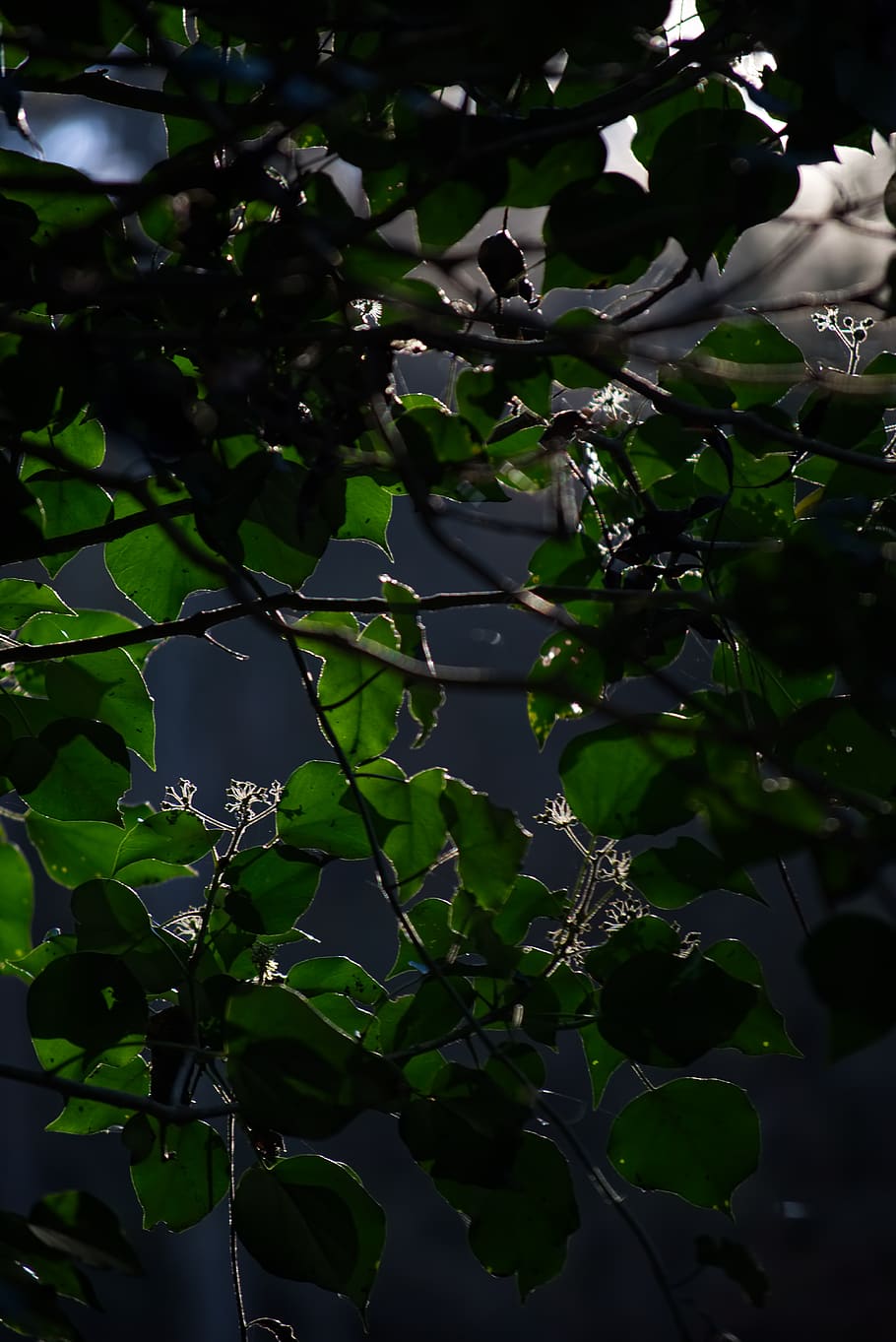 backlighting, green, nature, landscape, forest, leaves, leaf HD wallpaper