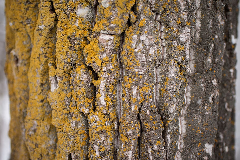 gray and yellow tree trunk, textured, close-up, backgrounds, full frame HD wallpaper
