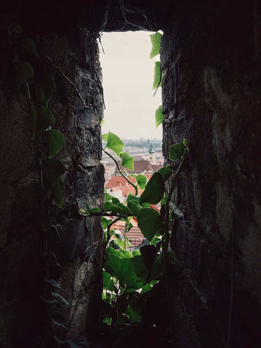 Green Leaves, plant, vine, window, royalty  images, trunk, tree trunk HD wallpaper