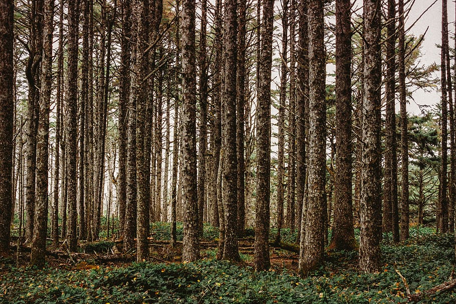 forest trees, outdoors, nature, land, plant, flora, vegetation HD wallpaper