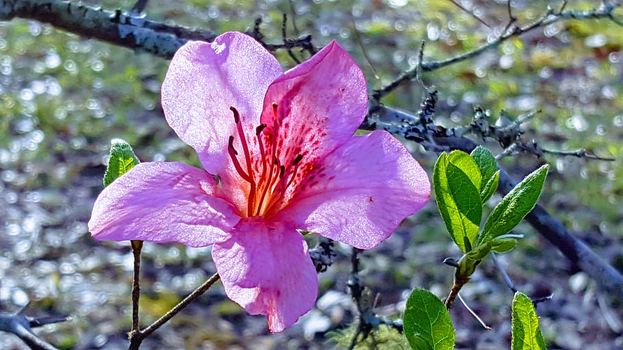 flower, azalea, pink, spring, nature, shrub, bright, foliage HD wallpaper