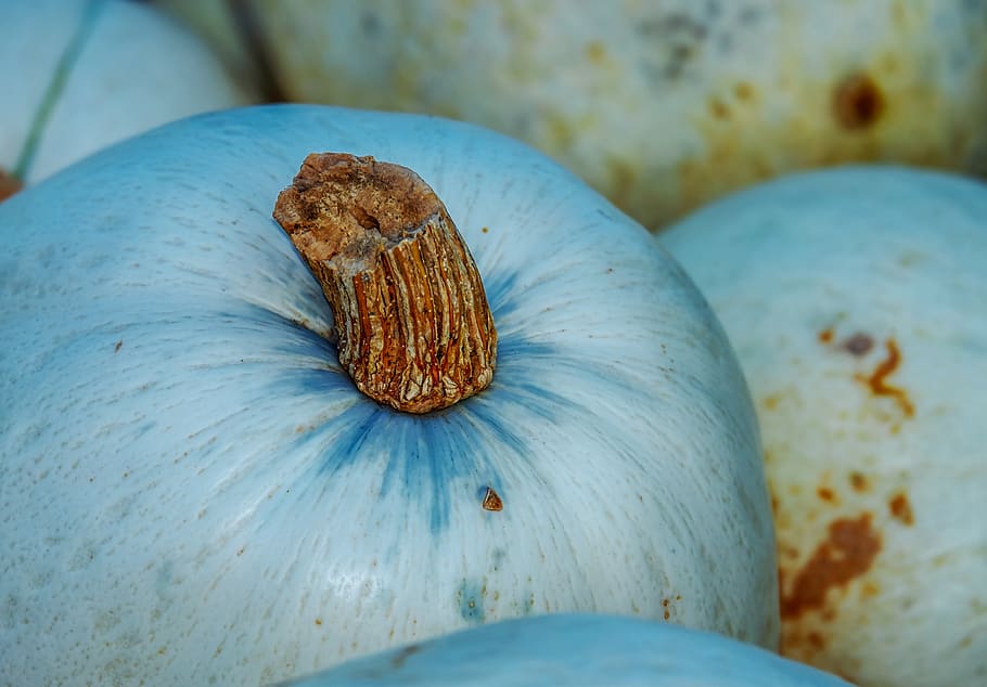 pumpkin, squash, vegetables, benefit from, harvest time, autumn HD wallpaper