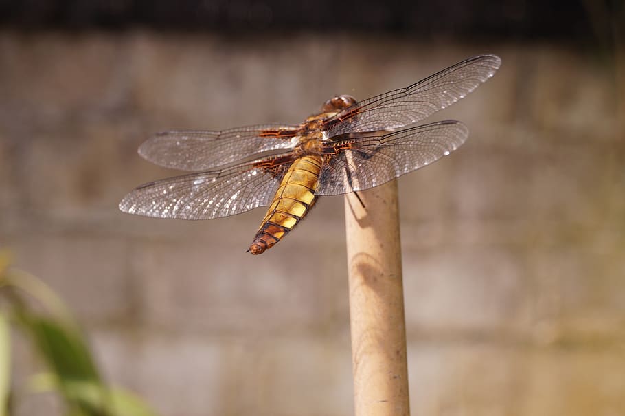 dragonfly, insect, reed, animals in the wild, invertebrate HD wallpaper