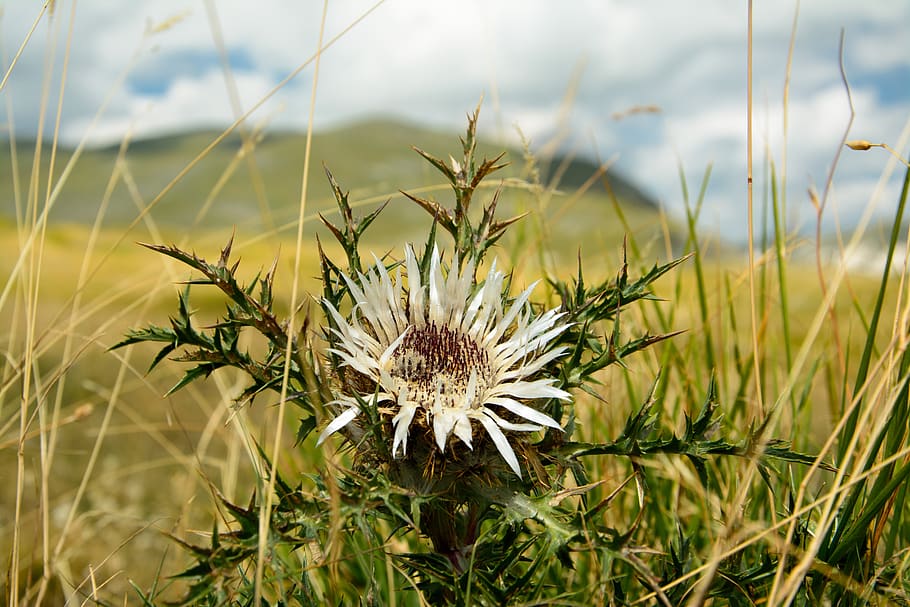 thistle, nature, abruzzo, plant, growth, flower, beauty in nature HD wallpaper
