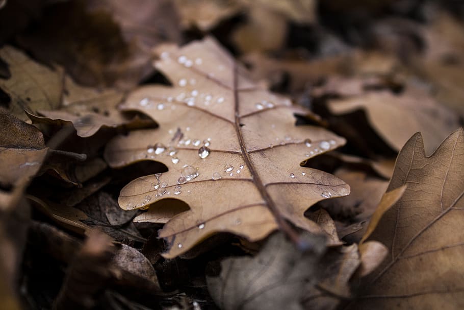 raindrops, autumn, leaf, plant part, nature, dry, close-up HD wallpaper