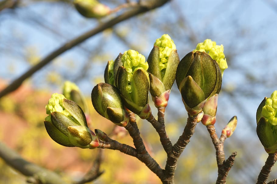 flora, tree, nature, branch, season, closeup, growth, beautiful HD wallpaper