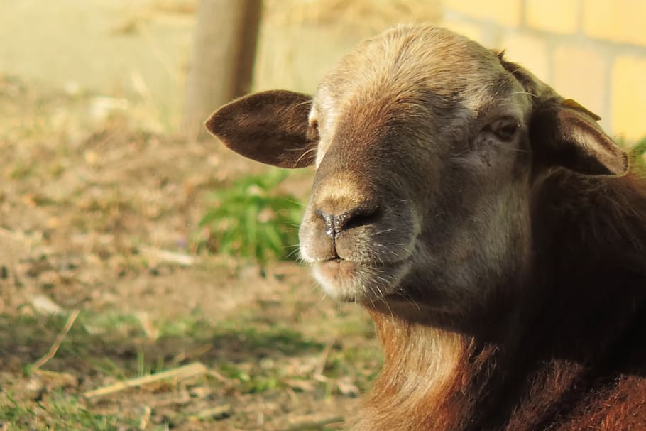 sheep, animal, wool, cattle, rural, mammal, agriculture, animal themes HD wallpaper