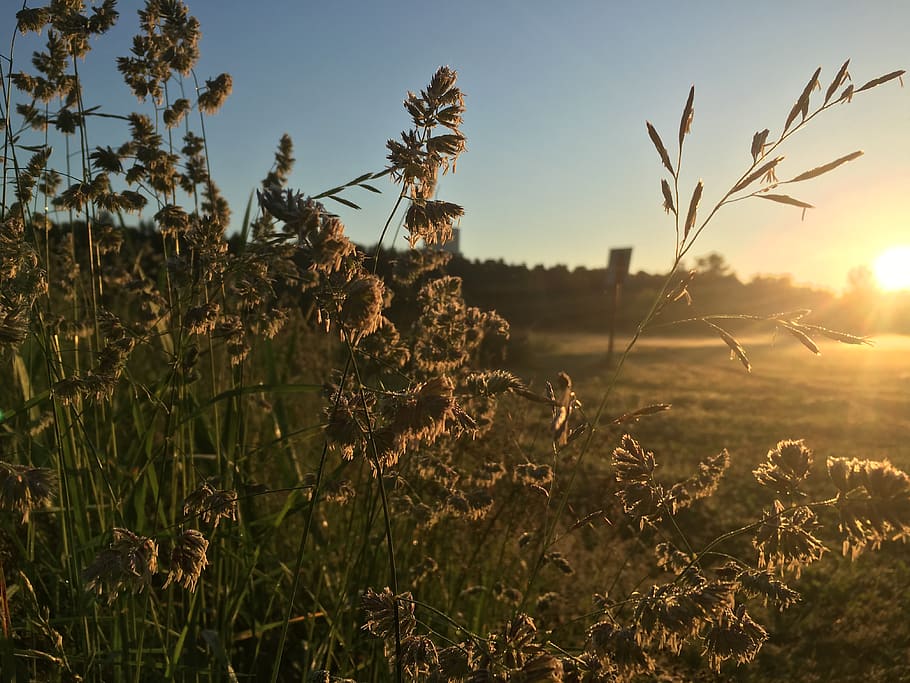 grass, plant, flare, light, lawn, russia, moskva, unnamed road HD wallpaper