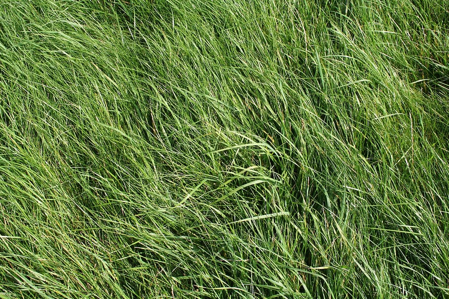 grass, meadow, green, field, grasses, structure, pasture, green color HD wallpaper