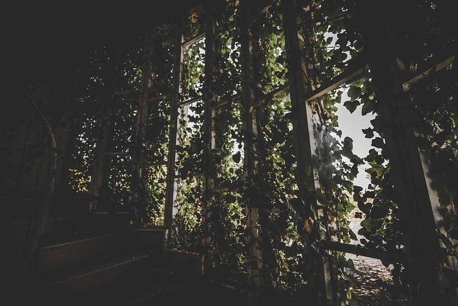 Wooden Stair With Green Leaf Plant Decors, abandoned, dark, daylight HD wallpaper