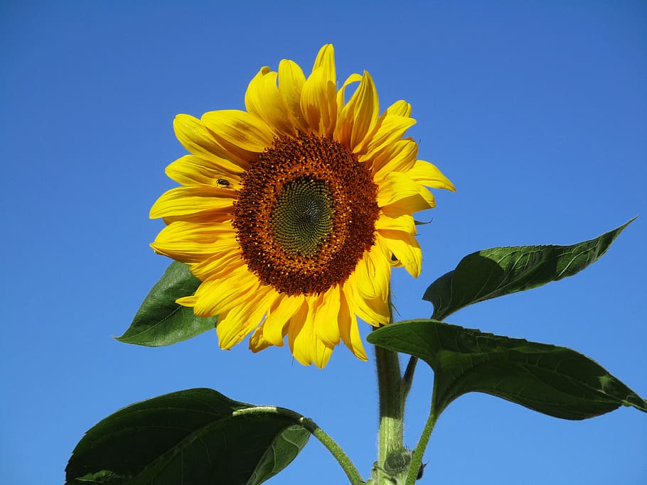 sunflower, flowering plant, freshness, yellow, leaf, sky, plant part HD wallpaper